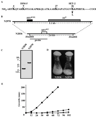 FIG. 5. hH3The singletype (N150: square) and twoDNA isolated from wild-typeand conidiation of themethylated are indicated in bold