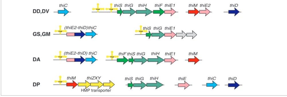 Figure 2Genomic organization of the thiamin biosynthetic genes and regulatory THI-elements (yellow structures)