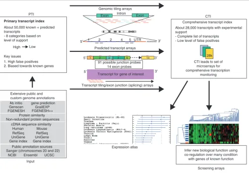 Figure 1A process to generate a comprehensive transcript index (CTI) for the human genome