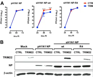 FIG 7 Four arginine-to-lysine residues render the sH1N1 NP sensitive to TRIM22 restriction in a viral growth assay.(A) Recombinant viruses were generated starting from a pandemic H1N1 system