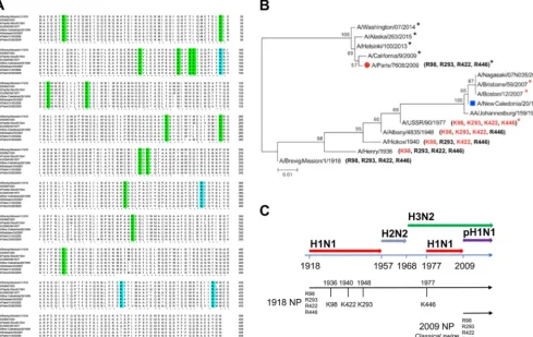 FIG 3 NP sequence alignment of human H1N1 strains and phylogenetic analysis of representative NP from pandemic and seasonal H1N1 strains
