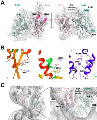 FIG 4 Localization of TRIM22-sensitive lysine residues in the NP molecular structure. Shown is a structuraltemplate (18)