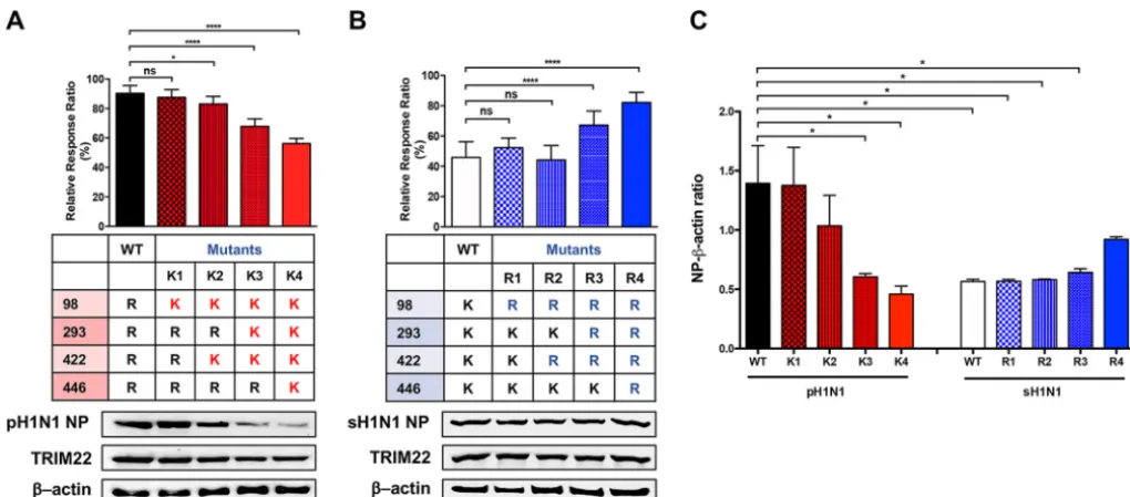 FIG 5Arginine-to-lysine mutations conferring TRIM22 restriction and lysine-to-arginine mutations causing loss of TRIM22 restriction