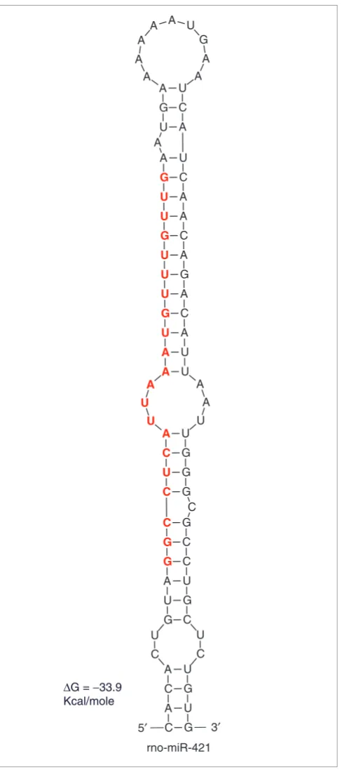 Figure 1421Predicted stem-loop structure of a novel mammalian microRNA, rno-miR-