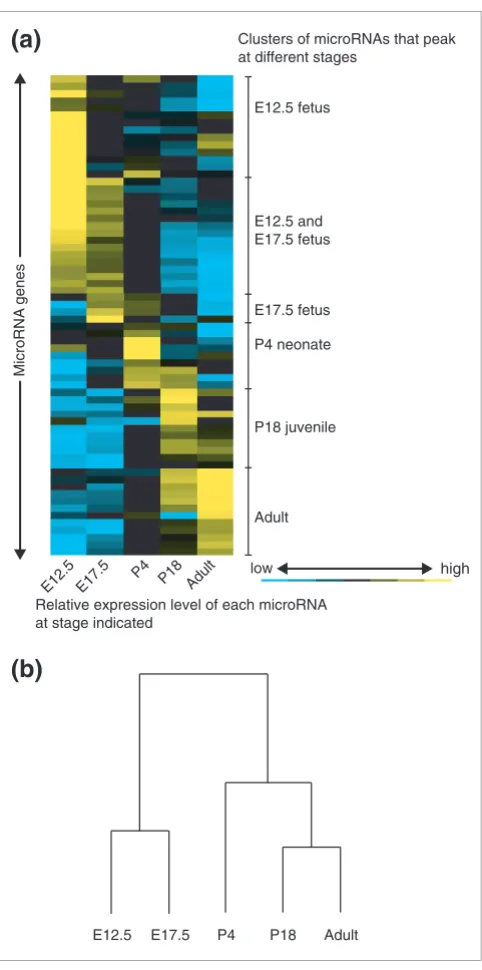 Figure 3Profile of microRNA expression in the developing mouse brain