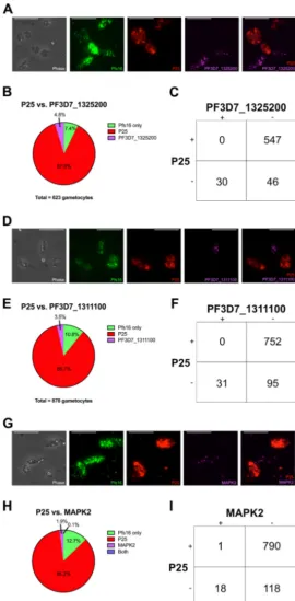 FIG 6RNA-FISH validation of male and female markers. (A) Representative images of gametocytesDiagram representing mutually exclusive expression of P25 and PF3D7_1325200