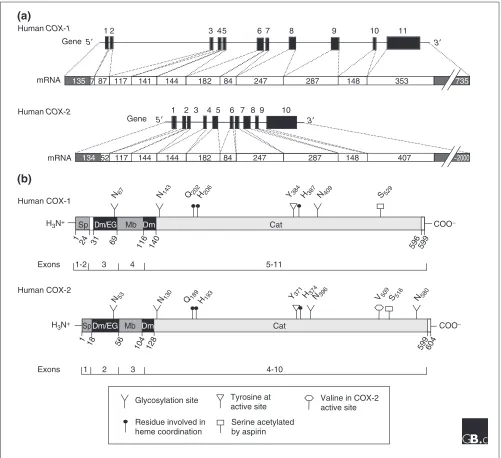 Figure 1Primary structures of (shown as white bars below the genes). Black boxes in the genes and white boxes in the mRNAs denote exons; numbers above each gene are exonnumbers while numbers within the white boxes indicate the size of each exon in nucleoti