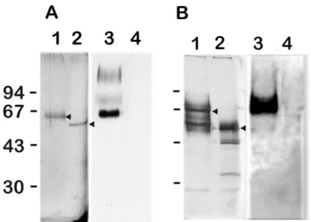 FIG. 1. Analysis of native (lanes 1 and 3) and deglycosylated (lanes2 and 4) forms of GMP1 (A) and GMP2 (B) on a 10% SDS-PAGE gel