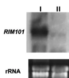 FIG. 1. Conﬁrmation analyses of RIM101allele used in the experiment showing the position of the primers (solid arrows) and the(BMA1, BMA2, and BMA4, respectively); lane 4, FB2 wild-type strain; lane 5, plasmid pUpacH; lane 6, plasmid pUpacC4