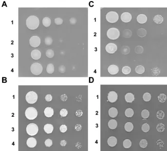 FIG. 3. Effect of salt stress on U. maydisof solid MM and incubated for 96 h. Panels A and C, MM, pH 7; panels B and D, MM, pH 3