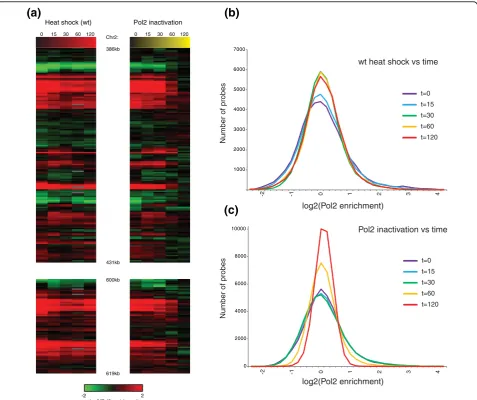 Figure 5 Analysis of PolII occupancy in the(right panels) during heat shock time courses