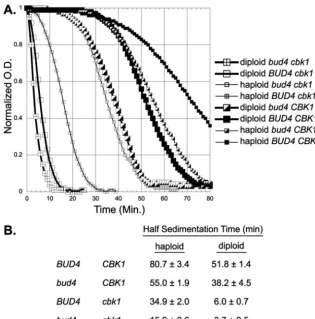 FIG. 3. bud4determined as described in Materials and Methods. Strains DY8567 (diploidbud4 cbk1(haploid and cbk1 affect sedimentation rates
