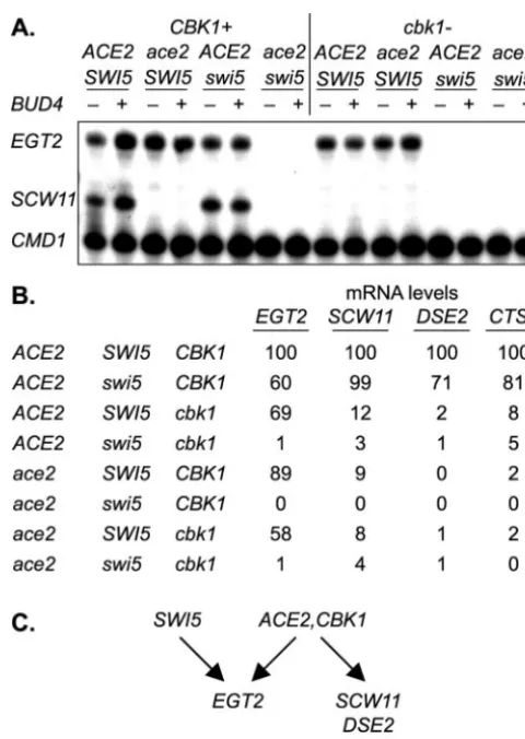 TABLE 7. cbk1 and swi5 mutations have an additive effecton sedimentation