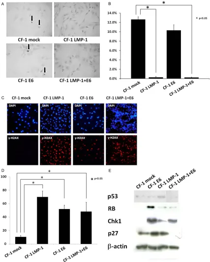 Figure 2. Apoptosis, DNA damage, and induction of DDR due to expression of EBVLMP-1, HPV16 E6, and LMP-1+E6