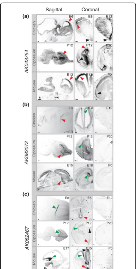 Figure 6 Conservation of lncRNA expression in developingavian and mammalian brains. (a-c) Digoxigenin-labeledriboprobes complementary to lncRNAs AK043754 (a), AK082072 (b),and AK082467 (c) were hybridized to chicken (E4, 6, 8,12), opossum(P12, 20), and mou