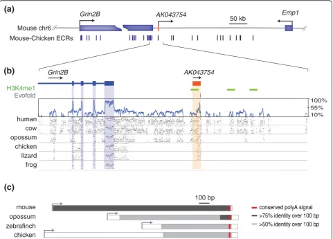Figure 2 Evolutionary constraint of(obtained from UCSC Genome Browser), EvoFold predictions of RNA secondary structures (grey), a SinicView conservation plot [68] based on a21-vertebrate multispecies sequence alignment (using Threaded Blockset Aligner) gen