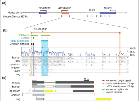Figure 3 Evolutionary constraint of AK082072. (a) The genomic region of mouse chromosome 13 (chr13) encompassing lncRNA AK082072(523 bp) is depicted