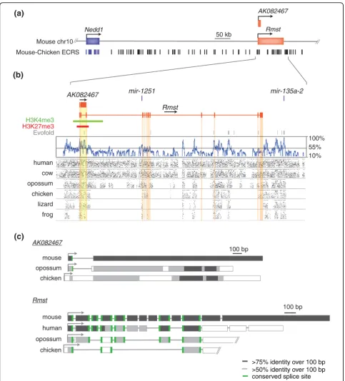 Figure 4 Evolutionary constraint ofin mouseexon number among species. The 3highlighted in yellow and orange, respectively), microRNAsstructures are the positions of H3K4me3 (green) and H3K27me3 (red) chromatin marks detected in mouse brain (obtained from t