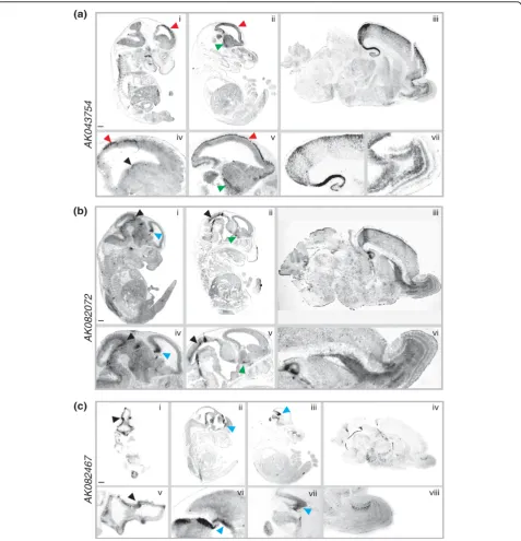Figure 5 lncRNAs are specifically expressed and developmentally regulated in the mouse brainand the roof of the midbrain (black arrowheads) at E13 (i, iv) and E17 (ii, v), and to the hippocampus (iii, vi), rostral migratory stream (iii, vi), andinternal pl