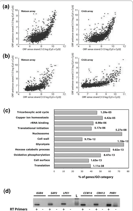 Figure 3 Widespread occurrence of antisense transcription in C. albicans. (a, b) Scatter plots demonstrating the dependence of AS sig-nal intensity on the sense expression level