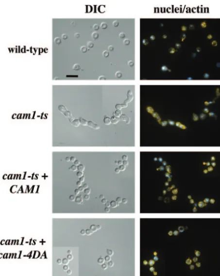 FIG. 6. Calmodulin and calcineurin control cellular morphology.The indicated strains were grown in SP medium, diluted, and shifted to