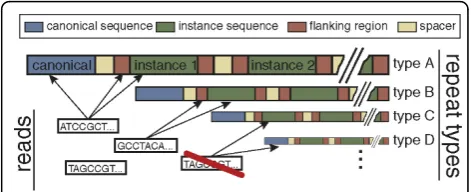 Figure 1 Aggregating reads for repeat type enrichmentestimation. To increase the accuracy, the enrichment estimatecombines reads mapping to the canonical repeat sequence andreads mapping to the body or boundaries of the repeat instancesincorporated into th