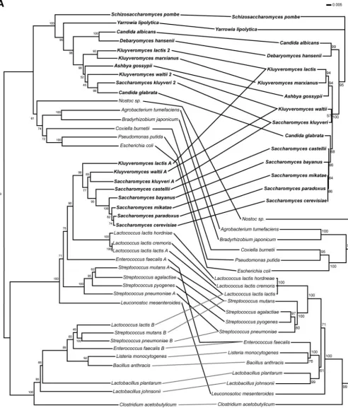 FIG. 1. The phylogeny of dihydroorotate dehydrogenase supports horizontal gene transfer from bacteria to fungi