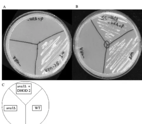 FIG. 2. Synteny identiﬁes the location from which the family 2 DHOD gene was lost in the Saccharomyces cerevisiaegene is not present, as indicated by the dashed line