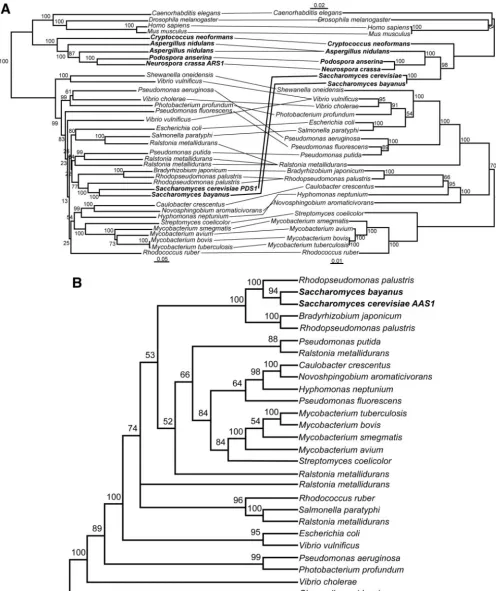 FIG. 5. A phylogeny of bacterial and eukaryotic sulfatases supports horizontal gene transfer from bacteria to fungi