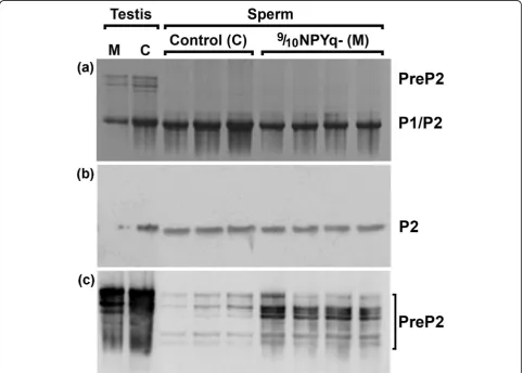 Table 2 Western blot analysis of protamines in mice with NPYq deficiencies 