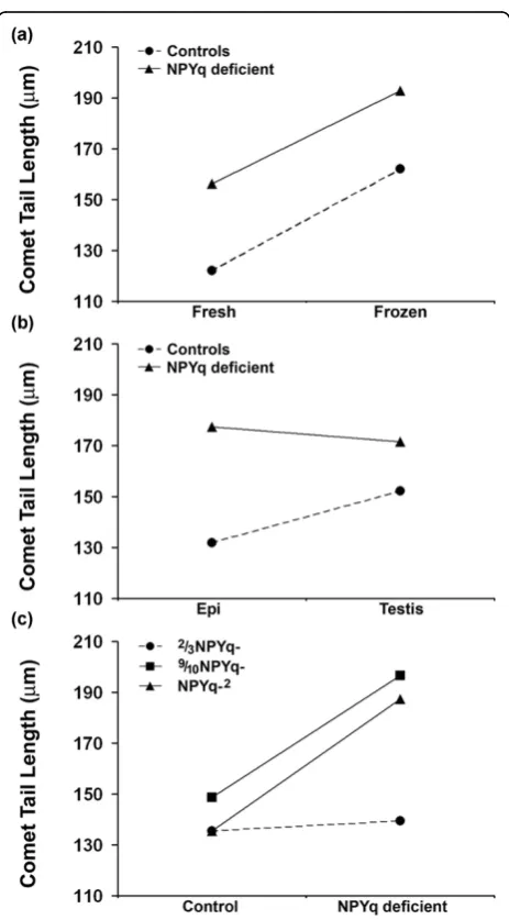 Figure 2 Tail length analysis in comet assay with sperm frommice with NPYq deficiencies - ANOVA analysis