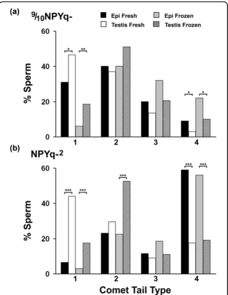 Figure 3 The distribution of comet tail types in mice withsevere NPYq deficiencies. Four types of comet tail weredifferentiated: 1, short tail; 2, long tail, with majority of DNA still inthe head; 3, long tail with DNA evenly distributed through out; 4,lon