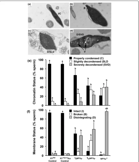 Figure 9 Transmission electron microscopy analysis of sperm from mice with NPYq deficiencies
