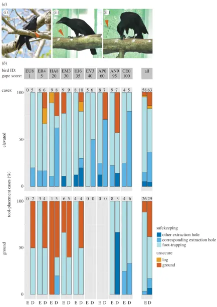 Figure 1. Safekeeping of foraging tools in NC crows. (bird), and placement in a hole ((iii) captive bird)