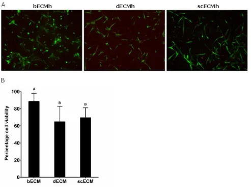 Figure 6: Influence of ECM origin on SCAP viability. 