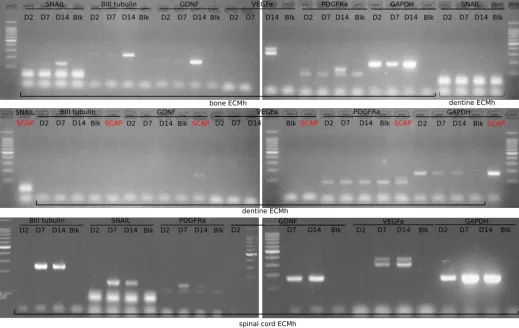 Figure 7: Influence of ECM origin on SCAP gene expression. 
