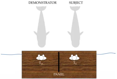 Fig 1. Experimental set up. Two trainers (TD and TS; D for demonstrator and S for subject), were positionedon different sides of an opaque panel 2m long x 91cm high placed in a position in which S and D could seeeach other and their own trainer, but could not see the other trainer’s commands.