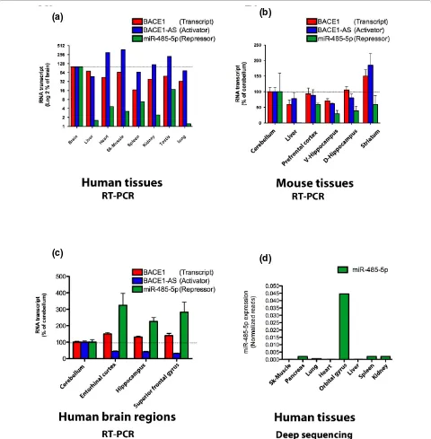 Figure 4 Expression of the highest expression in brain. pression of miR-485-5p, readily present in various brain regions, but it is not evenly distributed in all regions tested