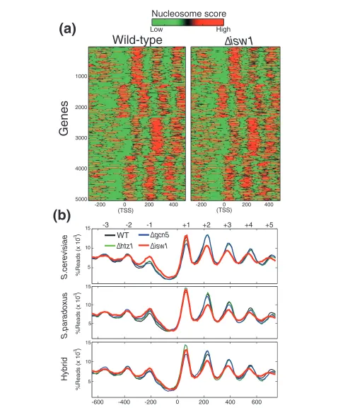 Figure 1 Global patterns of nucleosome positioning in wild-type and deletion mutant strainssites (TSSs)