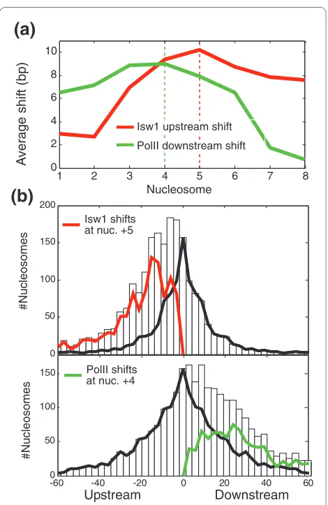 Figure 7 Model for the nucleosome remodeling function of Isw1. (a) Isw1 is recruited (or activated) by particular histone modifications (red stars; possibly H3K79me3) at mid-coding regions and repelled (or inhibited) by other modifications around the TSS (