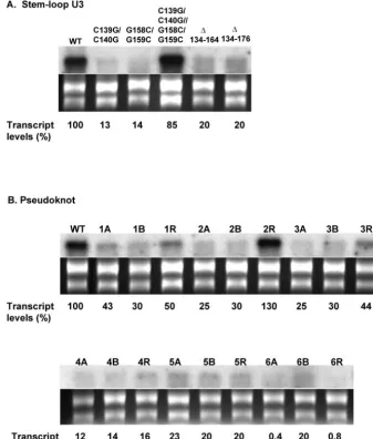 FIG. 10. Northern blot analysis showing varied stabilities among the stem-loop U3 (A) and pseudoknot mutant (B) transcripts in GiardiaTotal RNA was extracted from transfectedDNA as a probe