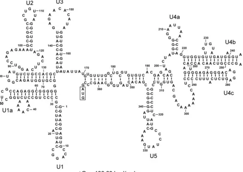 FIG. 1. Optimal secondary structure of the 5�30). The stem-loop structures were designated U1 to U5