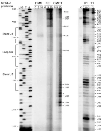 FIG. 2. Structural probing of stem-loop U3 and the pseudoknot structure with chemical modiﬁcation and enzymatic digestion