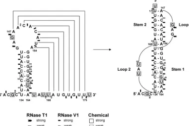 FIG. 3. The proposed pseudoknot structure. Chemically modiﬁed bases are boxed, the sites of strong RNaseV1 digestion are indicated bypentagons, and strong RNaseT1 digestion is indicated by arrows.
