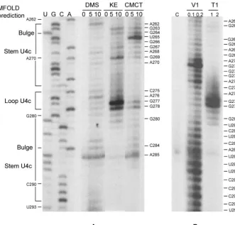 Fig. S1 in the supplemental material). Mutation G205C/G206C