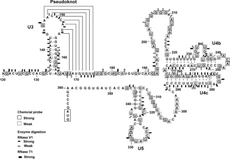 FIG. 8. The secondary structure of GLV mRNA 5�nucleotide positions in the 5-UTR derived from the experimental results shown in Fig