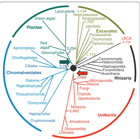 Figure 1. Evolution of the eukaryotes. The relationship between the fi ve eukaryotic supergroups - Excavates, Rhizaria, Unikonts, Chromalveolates and Plantae - are shown as a star phylogeny with LECA placed in the center