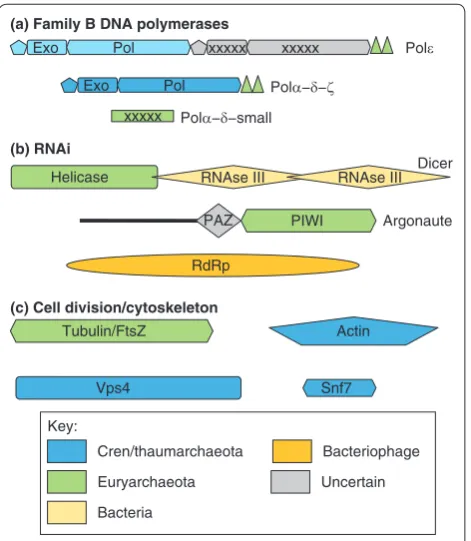 Figure 4. Apparent complex origins of some key functional systems of eukaryotes.(the Vps4 ATPase and Snf7-like proteins comprise the ESCRT-III machinery) and cytoskeleton [97,98,105,113]