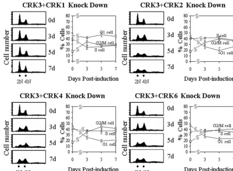 FIG. 3. FACS analysis of double CRK-deﬁcient procyclic-form T. bruceiwere stained with PI and subjected to FACS analysis for DNA content
