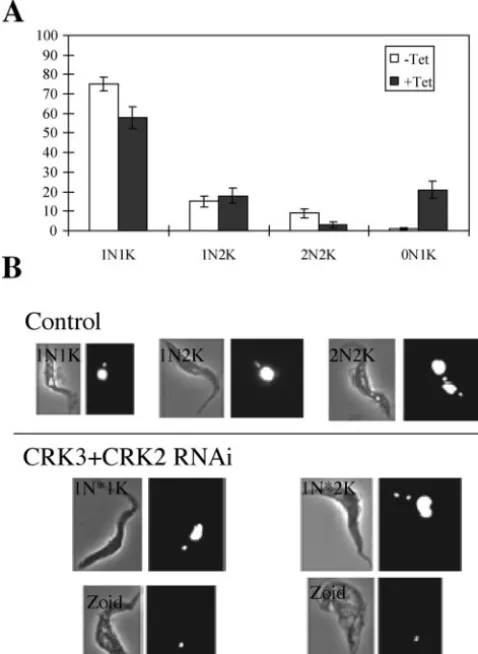 FIG. 5. The morphological phenotype of CRK3 CRK2-deﬁcientafter RNAi induction for knocking down expression of CRK3were stained with PI and examined under a ﬂuorescence microscope.(A) Quantiﬁcation of cells with different numbers of nuclei and kin-etoplasts